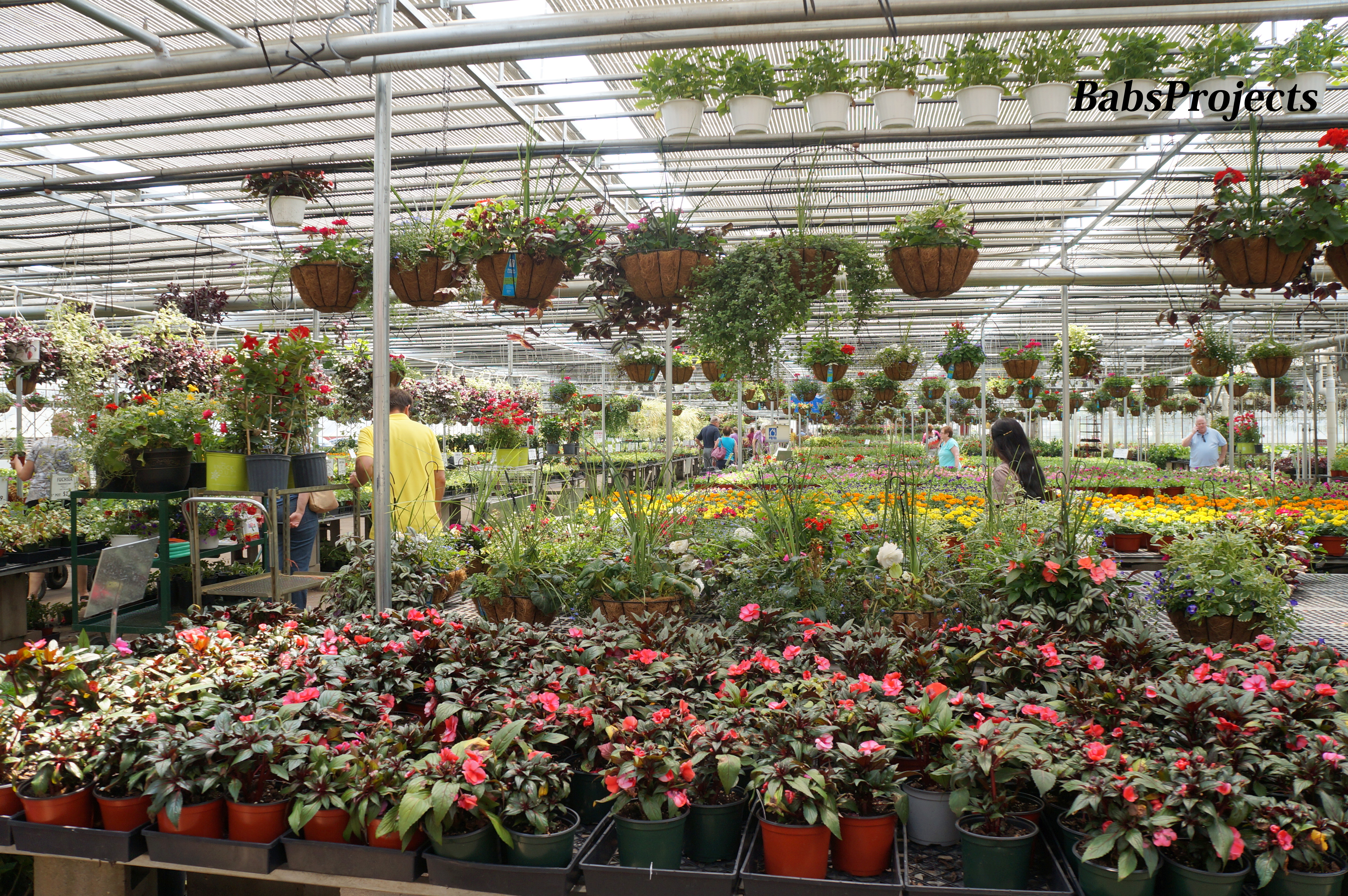 gaskofamilyfarm Babs Projects