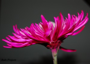 "Pink Flower"