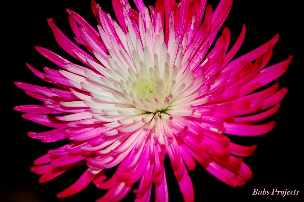 "Full Pink Flower"