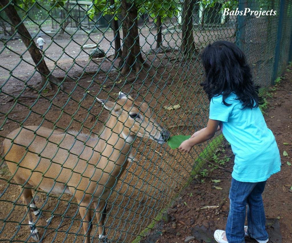 National Park Deer