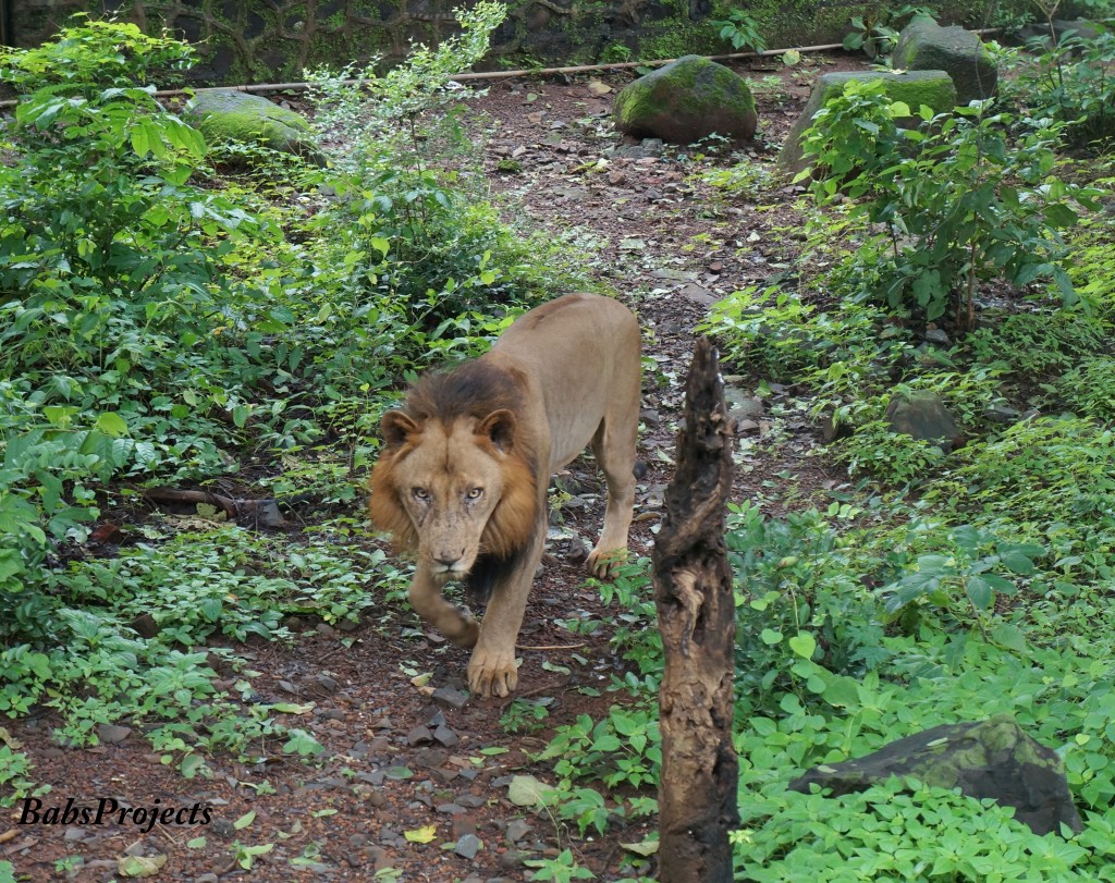 National Park Lion