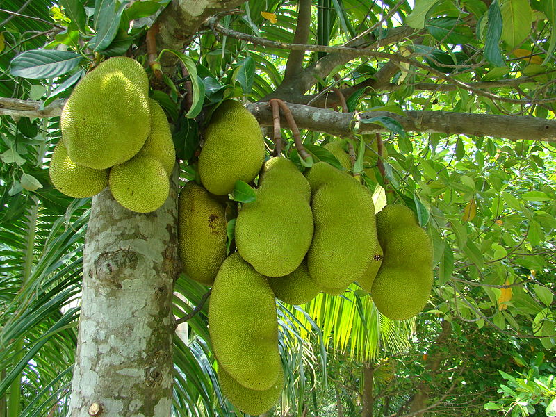 Jackfruit Tree