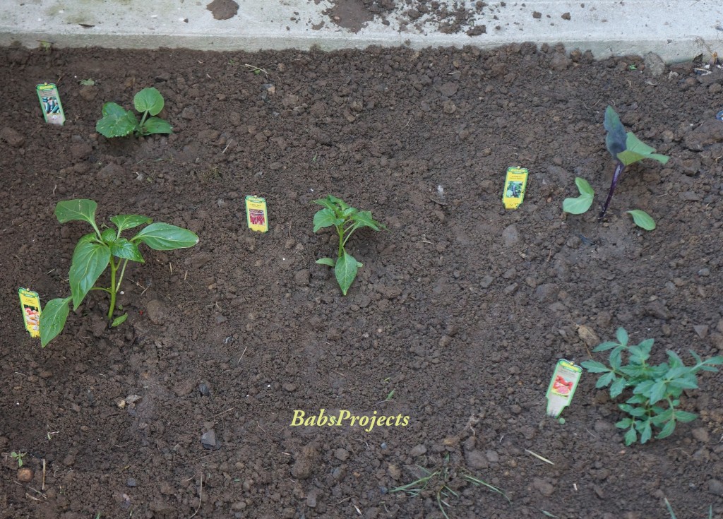 Vegetable Garden