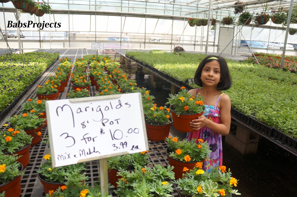 Gasko Family Farm Marigold