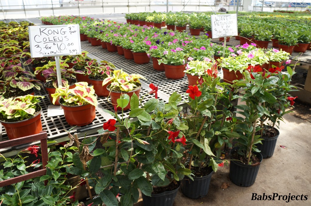 Gasko Family Farm Petunias