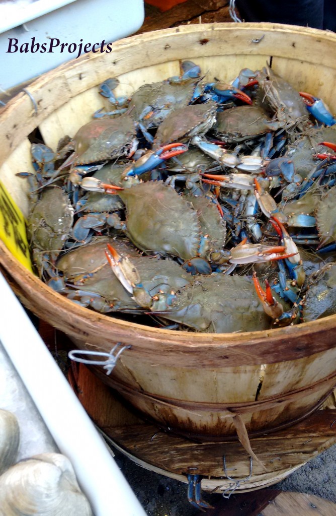 blue-crabs