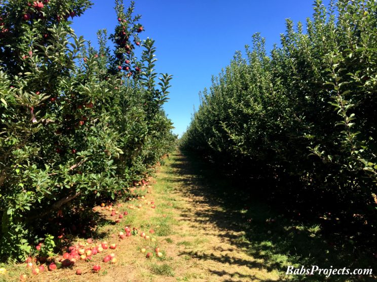 Battleview Orchards in Freehold, NJ