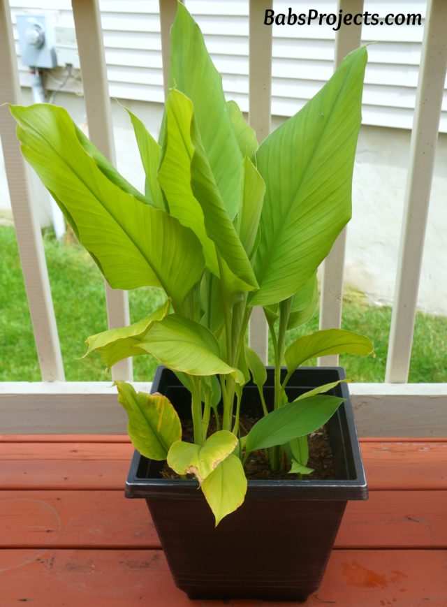 Turmeric Plant - Manjal Irre dha Gatti - Rice and Sweet Coconut Steamed Dumpling Wrapped in Turmeric Leaves