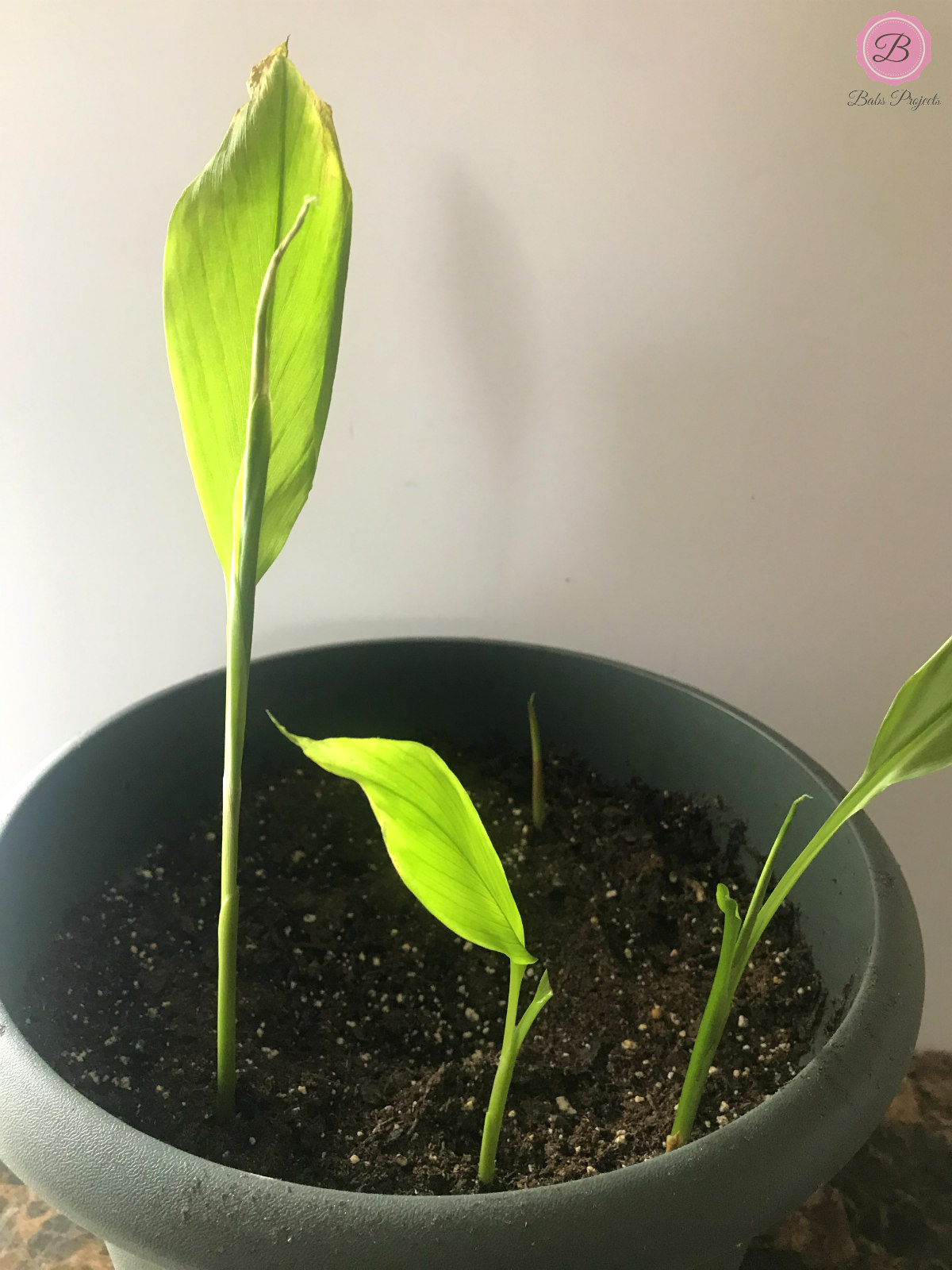 Turmeric Plant Leaves