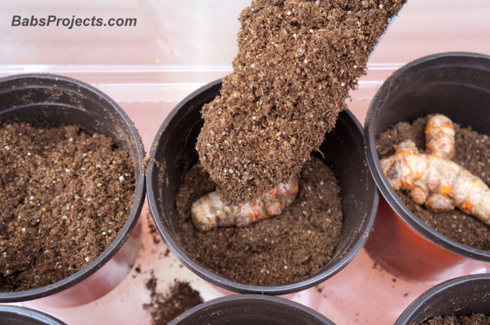 Grow Turmeric Plant Indoors - Six Brown Pots with Potting Soil
