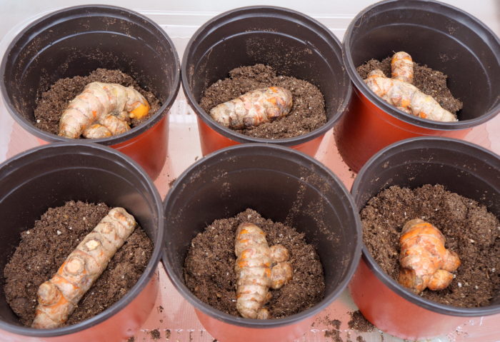 Grow Turmeric Plant Indoors - Six Brown Pots with Turmeric Rhizomes