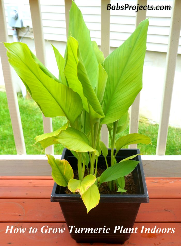 Turmeric Plant in a Black Pot