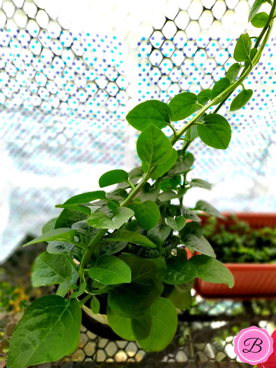 Basale, Malabar Spinach Plant