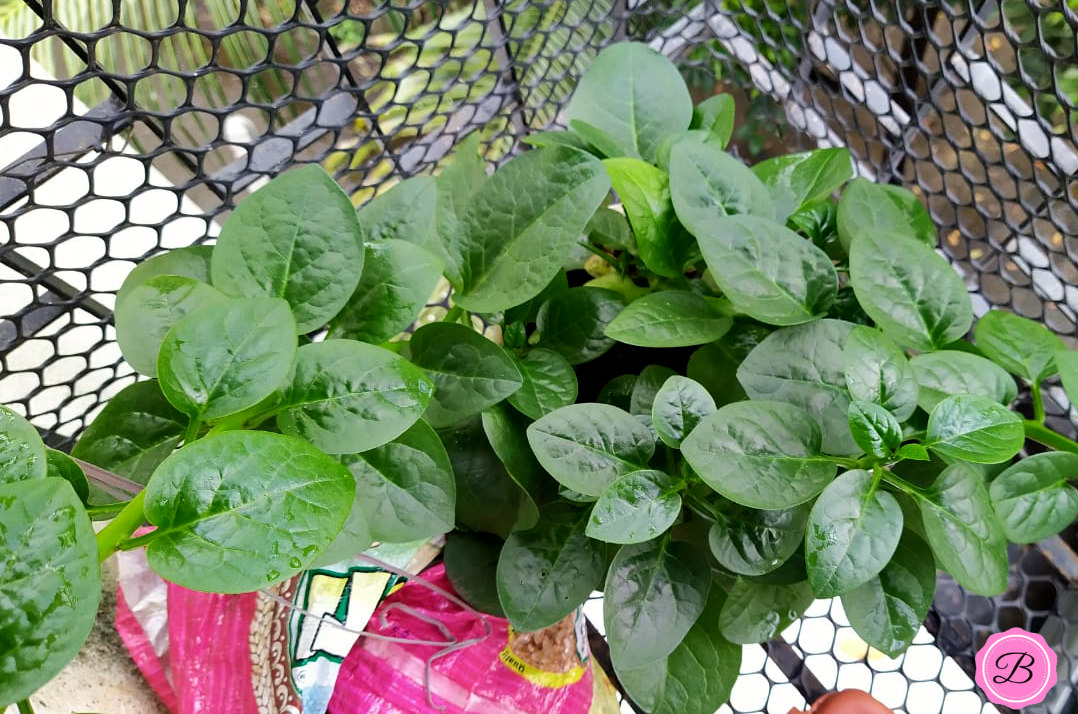 Malabar Spinach Plant