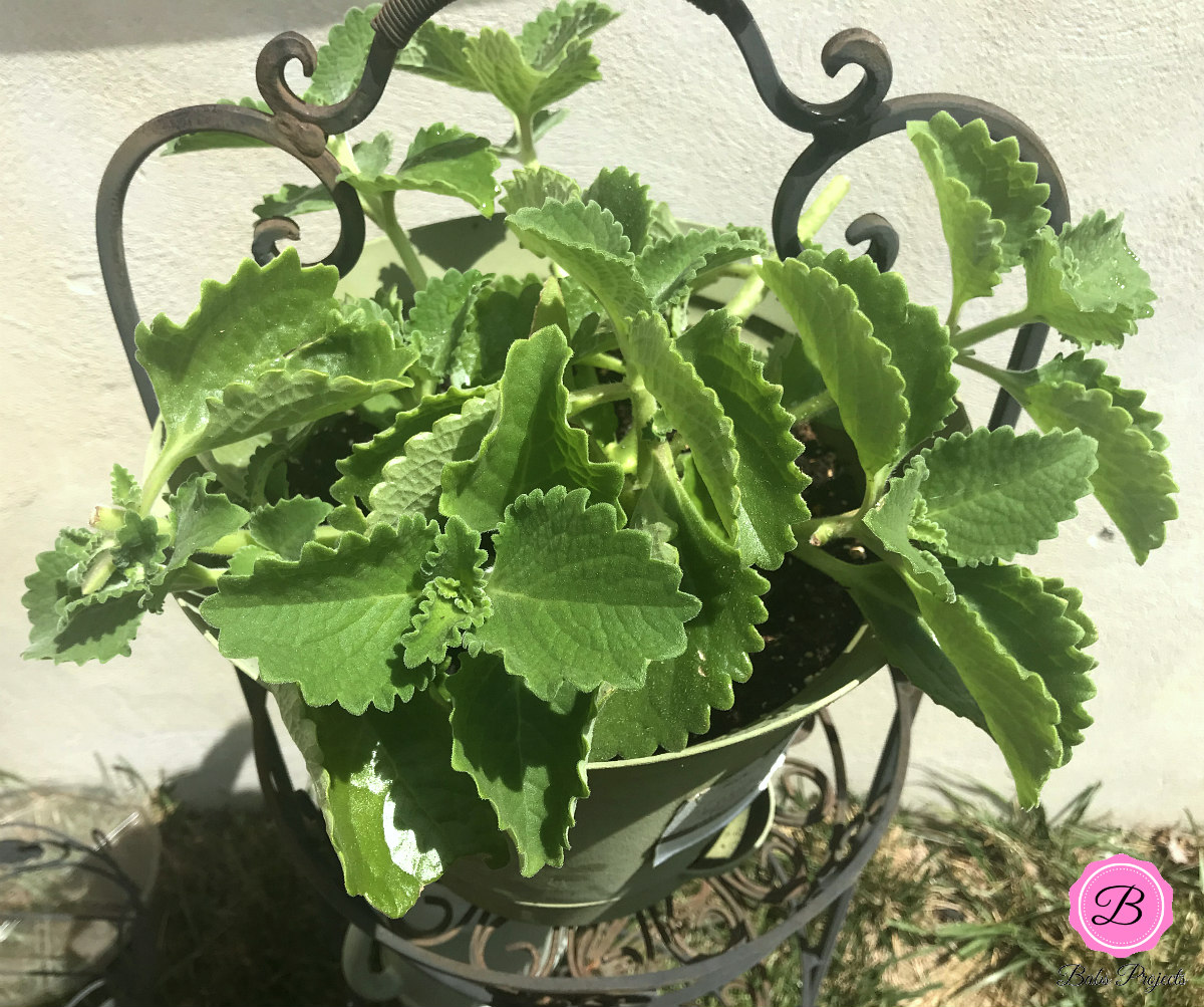 Cuban Oregano Plant 