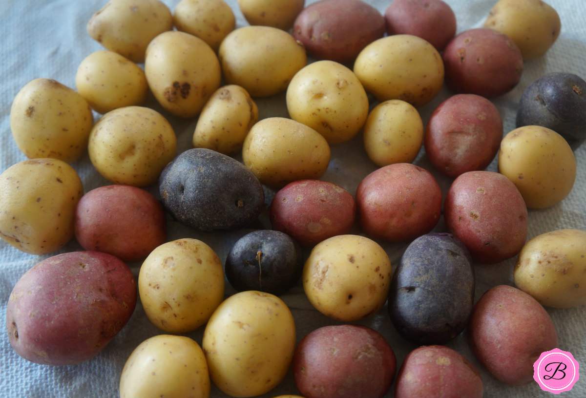 Mini Potatoes on Paper Towel