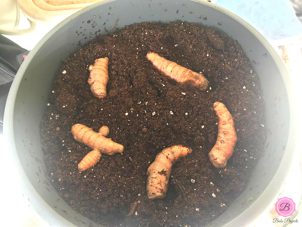 Turmeric Rhizomes in a Pot