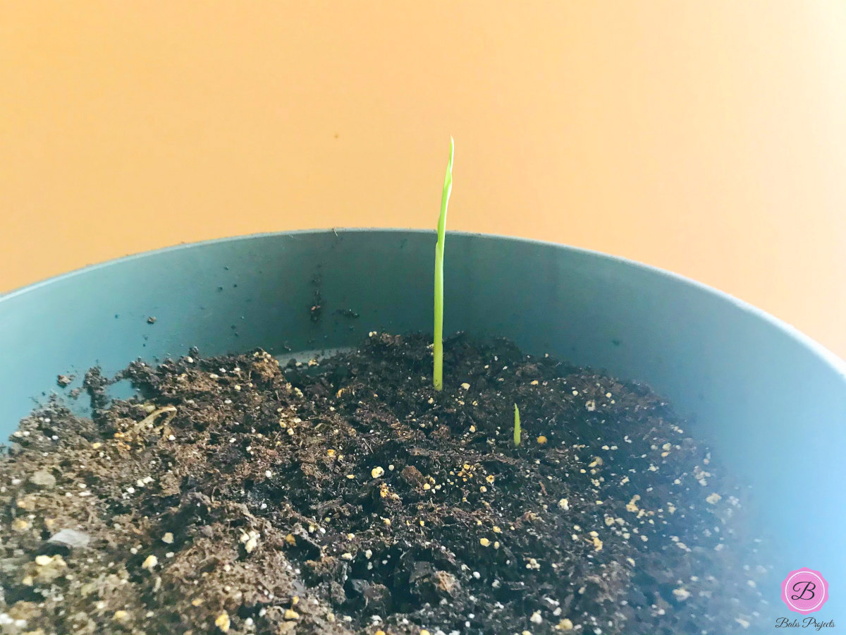 Small Sprout of Turmeric Plant in a Pot